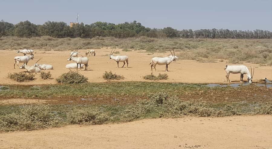 From Amman: Desert Castles of Eastern Jordan Tour - Qasr Al-Azraq and Lawrence of Arabia