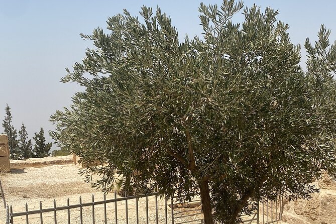 From Amman: Group Day Tour Madaba Mount Nebo & Dead Sea to Amman - Who will enjoy this private Jordan day trip