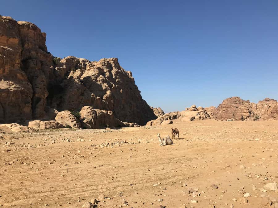 From Amman: Private full Day Tour to Petra & little Petra - Why this Petra day trip makes sense from Amman