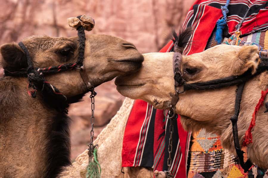 From Amman: Private full Day Tour to Petra & little Petra - From open road to red sandstone