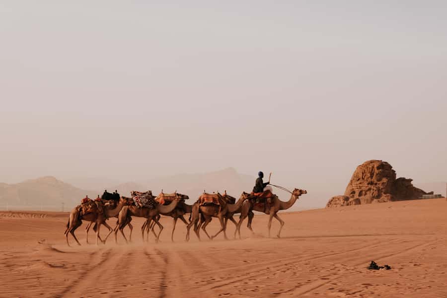 From Amman: Private or sharing Petra &Wadi Rum Full day Tour - The essential details at a glance
