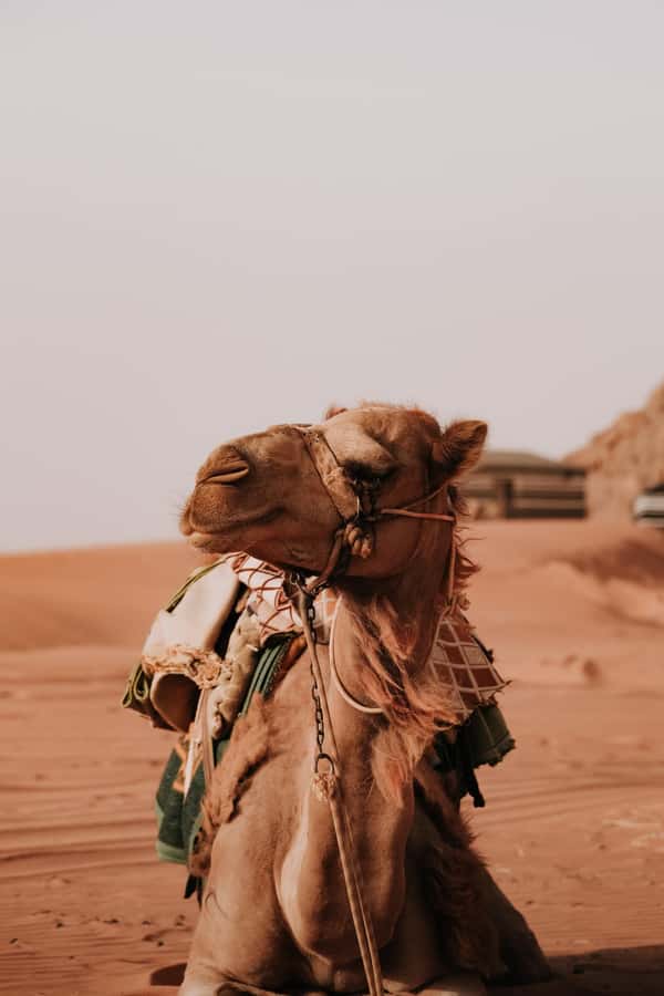 From Amman: Private or sharing Petra &Wadi Rum Full day Tour - The early road from Amman to Petra