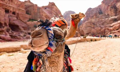 Private Petra Day Trip with Guide