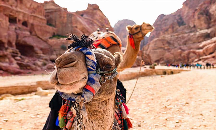 From Amman: Private Petra Day Trip with Guide - The early drive south from Amman