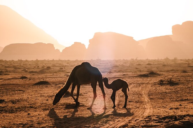 Full day Jeep Tour in Wadi Rum desert - Lawrence’s House and a desert lunch