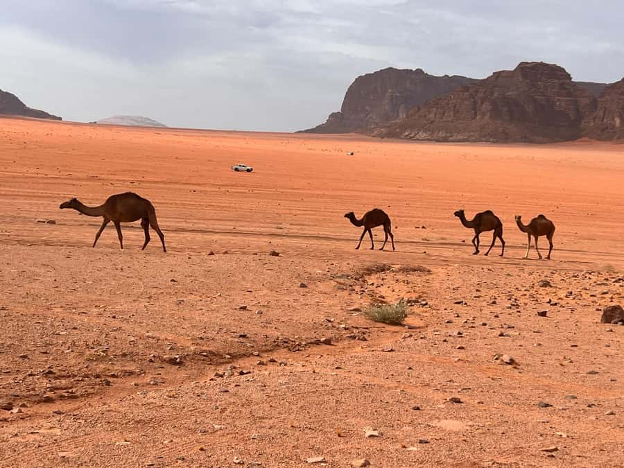 half day jeep tour &one night stay & all meals - Burdah Bridge and Abu Khashabah Canyon