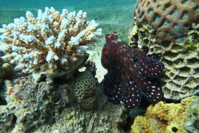Journey of Diving or Snorkelling from a Boat - Stepping aboard the 22-meter boat