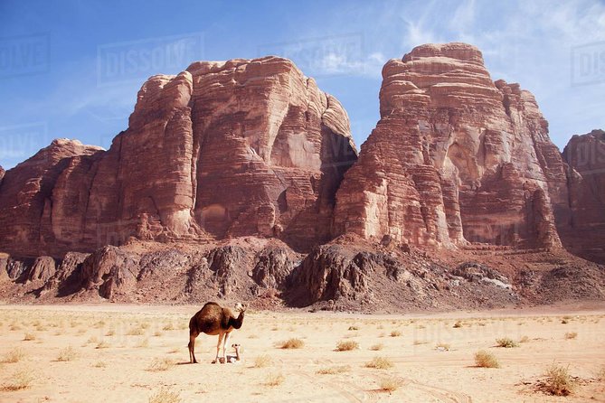 One Day Tour Wadi Rum - Cliffs, gorges, arches, and ancient markings