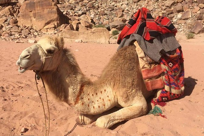 One Day Wadi Rum from Aqaba - The 1:00 pm pickup and ride from Aqaba