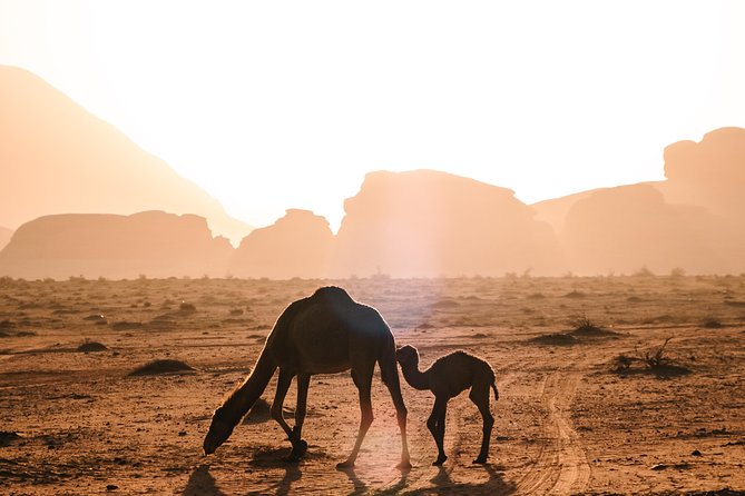 Petra and Wadi Rum Day Excursion with Hotel Collection - The early drive from Amman to Petra