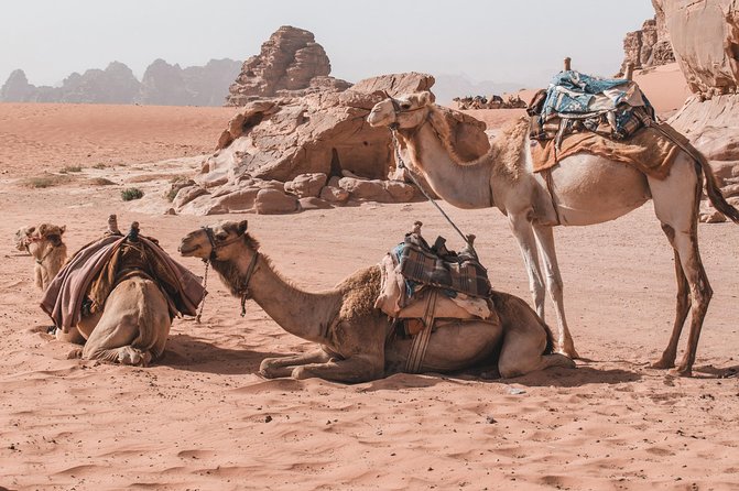 Petra and Wadi Rum in One Day | The Jordanian Mappers - The Treasury and Petra’s carved stone