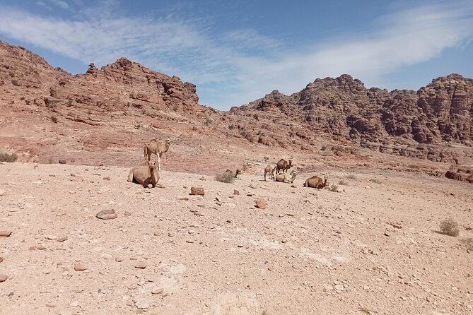 Petra Back-Road Trail and Hike - Key points before you book