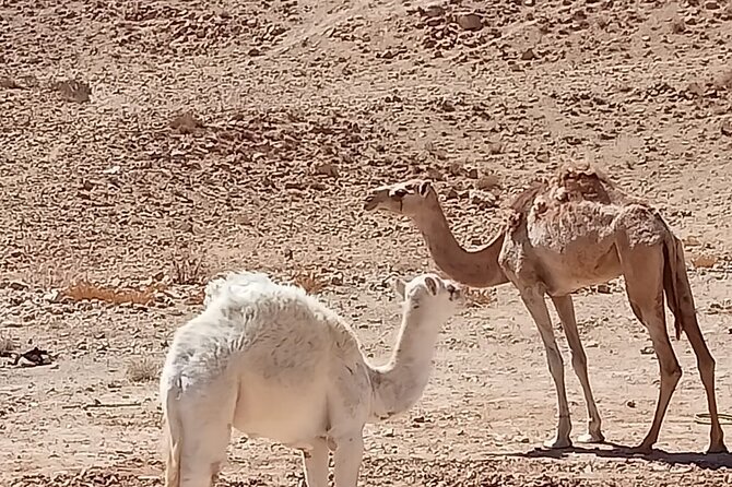 Petra Back-Road Trail and Hike - Qasr Al-Bint and the Colonnaded Street