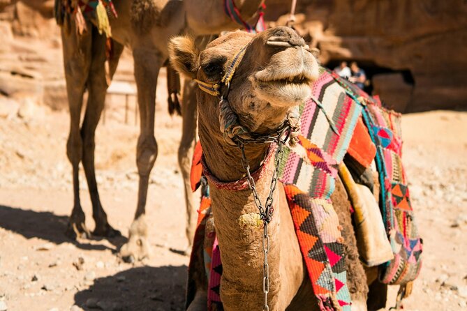 Petra Highlight Tour with Private Guide Sami Nawafleh | 2.5 Hours - Qasr al Bint marks the guided finish