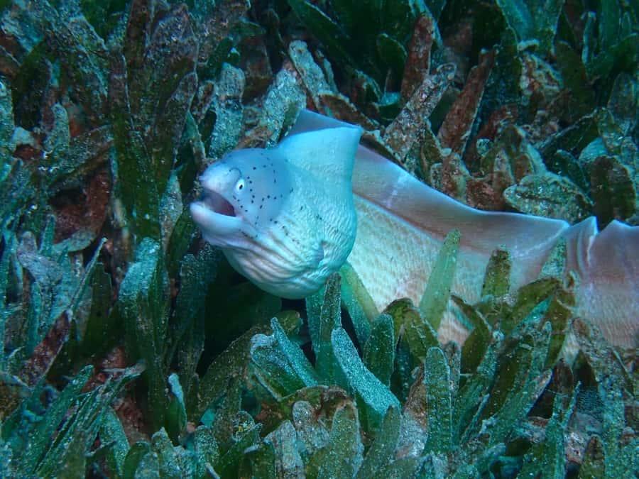 Pivate scuba diving in the Red Sea of Aqaba - Booking timing and practical limits