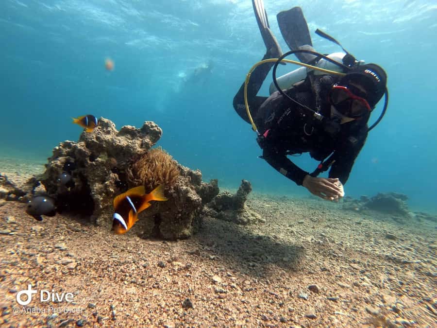 Pivate scuba diving in the Red Sea of Aqaba - What the private format changes