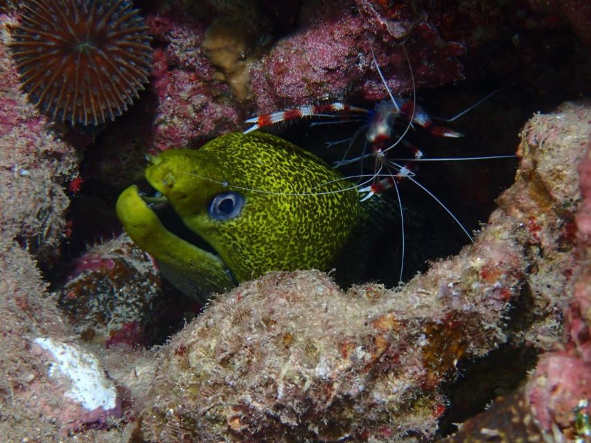 Pivate scuba diving in the Red Sea of Aqaba - How the session suits beginners and certified participants