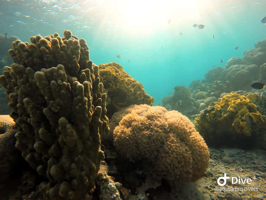 Pivate scuba diving in the Red Sea of Aqaba - The first underwater breath