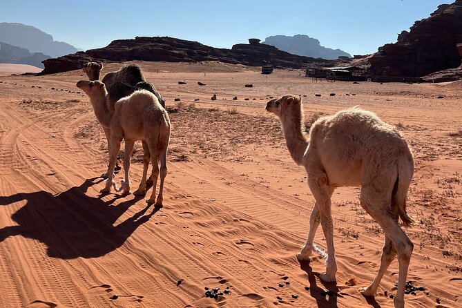 Private 1 Day Wadi Rum Desert Tour - Pink and ocher canyons by 4x4