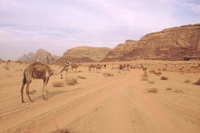 Private 1 Day Wadi Rum Desert Tour - Meeting in Wadi Rum village and taking the 4x4
