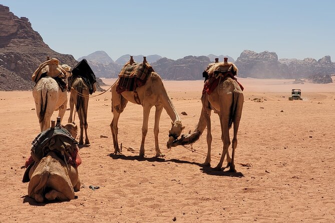 Private Camel Ride Sunset View at Wadi Rum, 30% off - Key points before you book