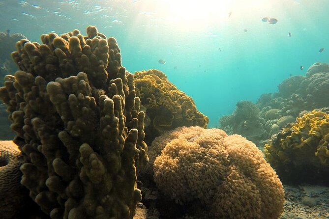 Private Scuba Diving Adventure in the Red Sea of Aqaba - What certified scuba participants can expect