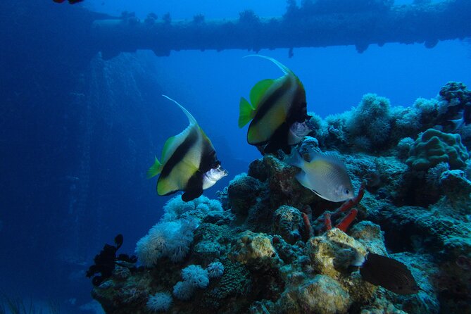 Private Scuba Diving Adventure in the Red Sea of Aqaba - What the private format changes
