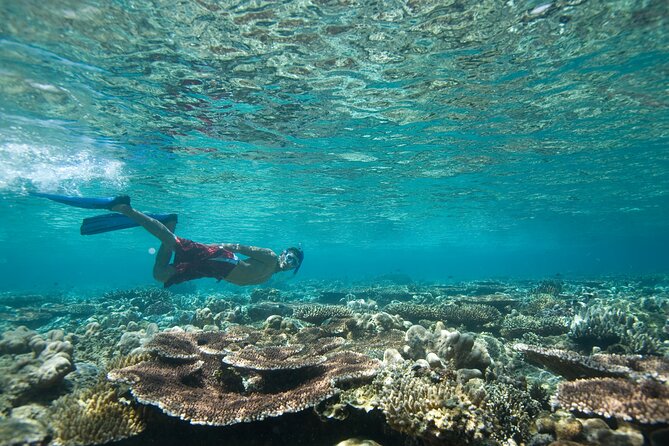 Private Snorkeling Experience in Aqaba Red Sea - Why Aqaba is a fine place to snorkel