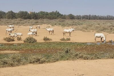 Private Tour of Desert Castles Eastern Jordan with optional Azraq Wetland Visit