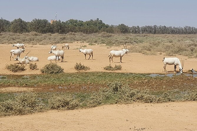 Private Tour of Desert Castles Eastern Jordan with optional Azraq Wetland Visit - Leaving Amman at 9:00 in a private vehicle