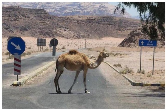 Private transfer Petra to/from Wadi Rum - The driver service and what passengers valued