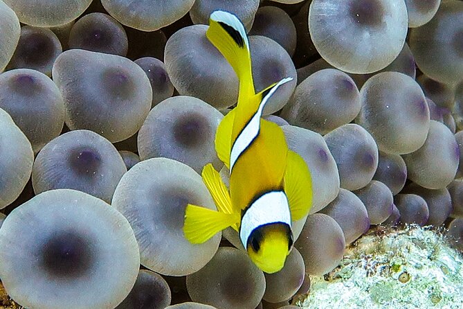 Scuba Dive and Explore Aqaba's Red Sea with a Private Guide - Coral reefs, fish, and small Red Sea creatures