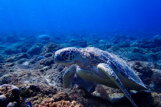 Scuba Dive and Explore Aqaba's Red Sea with a Private Guide - The tank and Seven Sisters wreck
