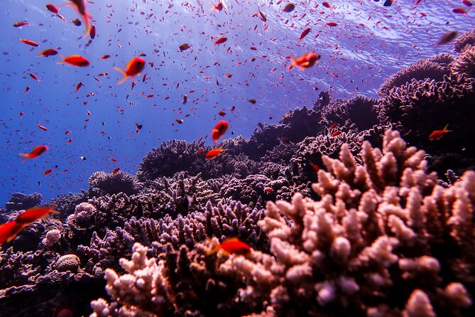 Scuba Dive and Explore Aqaba's Red Sea with a Private Guide - What the $55 price really covers