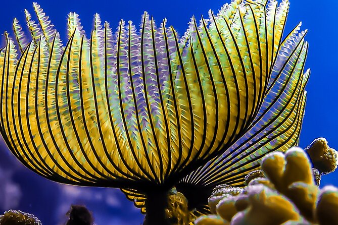 Scuba Dive and Explore Aqaba's Red Sea with a Private Guide - Safety, health, and physical demands