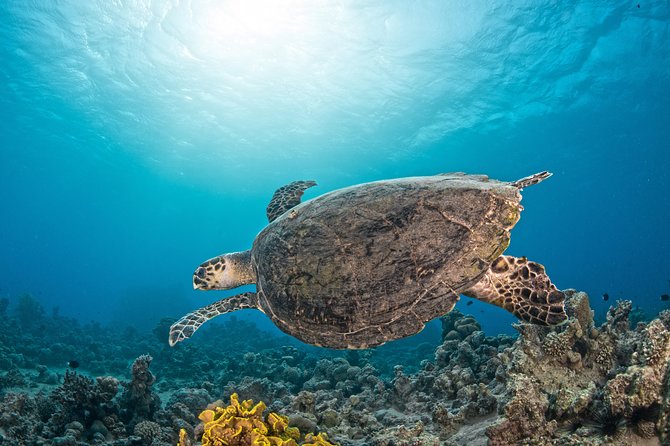 Scuba Diving for Certified Divers - What the two guided sessions are like
