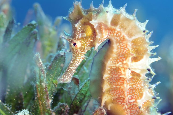 Scuba Diving for Certified Divers - Is $128.21 a fair price?