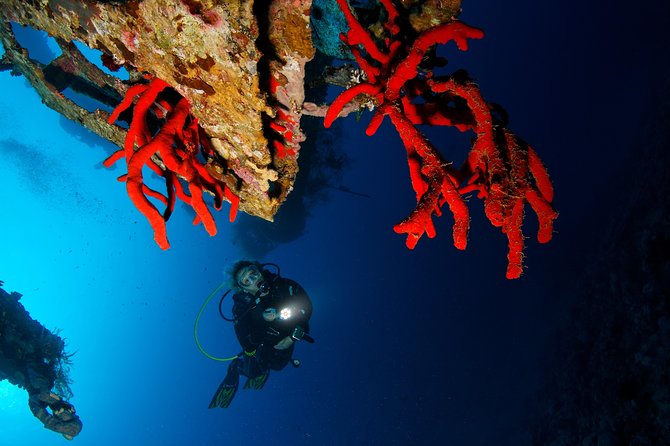 Scuba Diving for Certified Divers - Who should book this Aqaba outing?