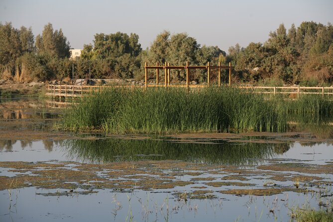 Shaumari Reserve and Azraq Wetland Private Full Day Tour from Amman - Transport, timing, and what the private format changes