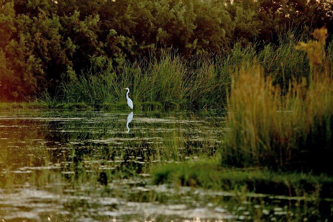 Shaumari Reserve and Azraq Wetland Private Full Day Tour from Amman - What the $186.67 price includes