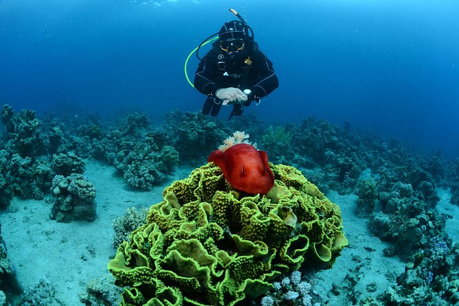 Shore Certified Diving - Two Dives - The guides are a major part of the value