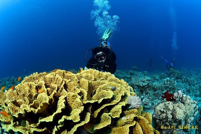 Shore Discover SCUBA Diving/Introductory Diving - One Dive - What The $75 Price Really Covers