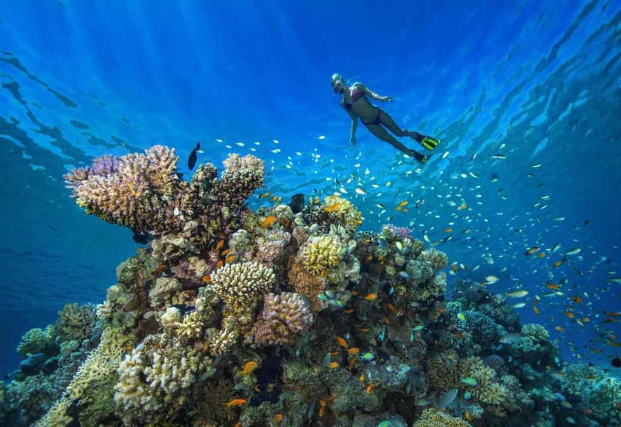 shore dive in red sea with pick up & snacks - Key points to know before you book
