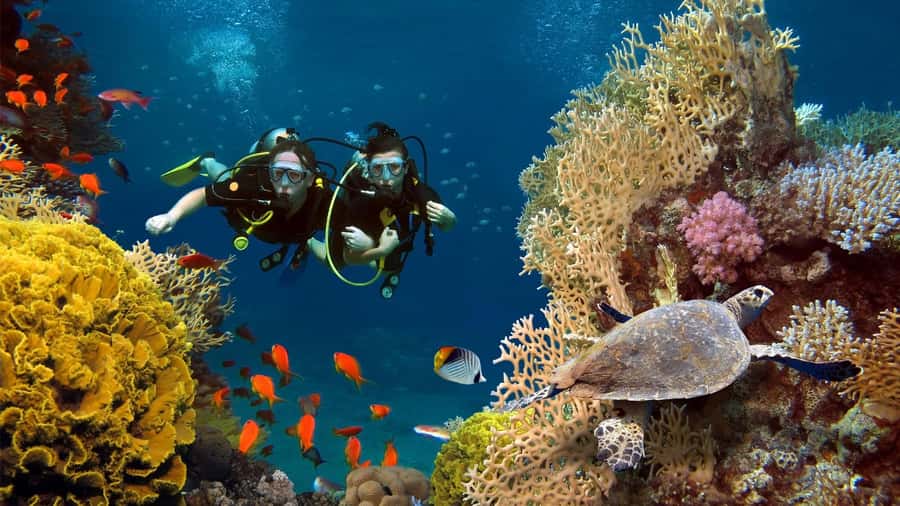 shore dive in red sea with pick up & snacks - Why Aqaba is a good place to start underwater