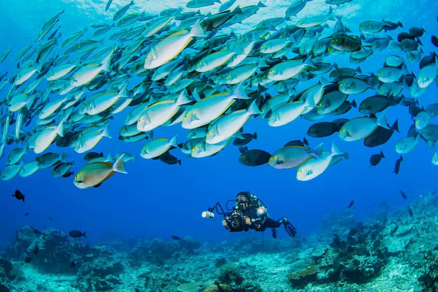 shore dive in red sea with pick up & snacks - What the first-time program is like