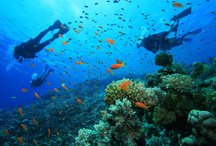 shore dive in red sea with pick up & snacks - Hotel pickup makes the morning easier