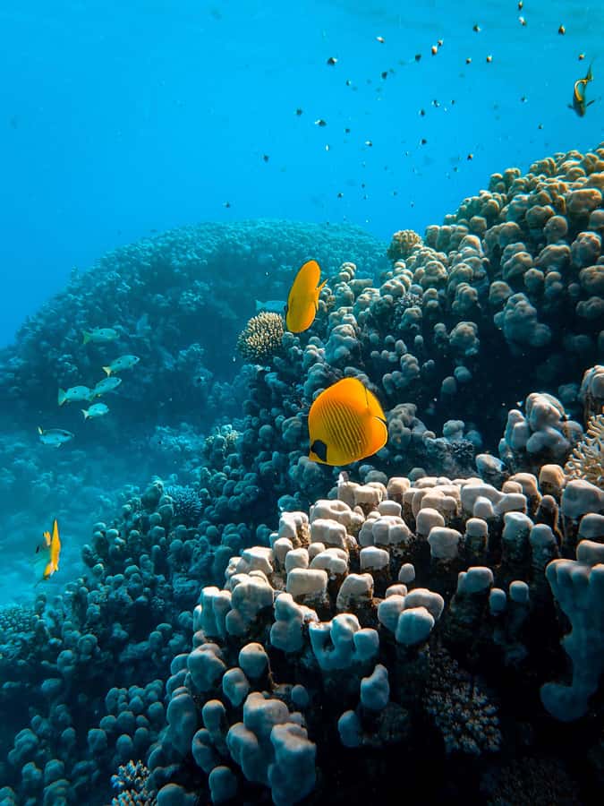 Snorkeling in The Red Sea With Equipment And Free Transfer - Key points to know before you book