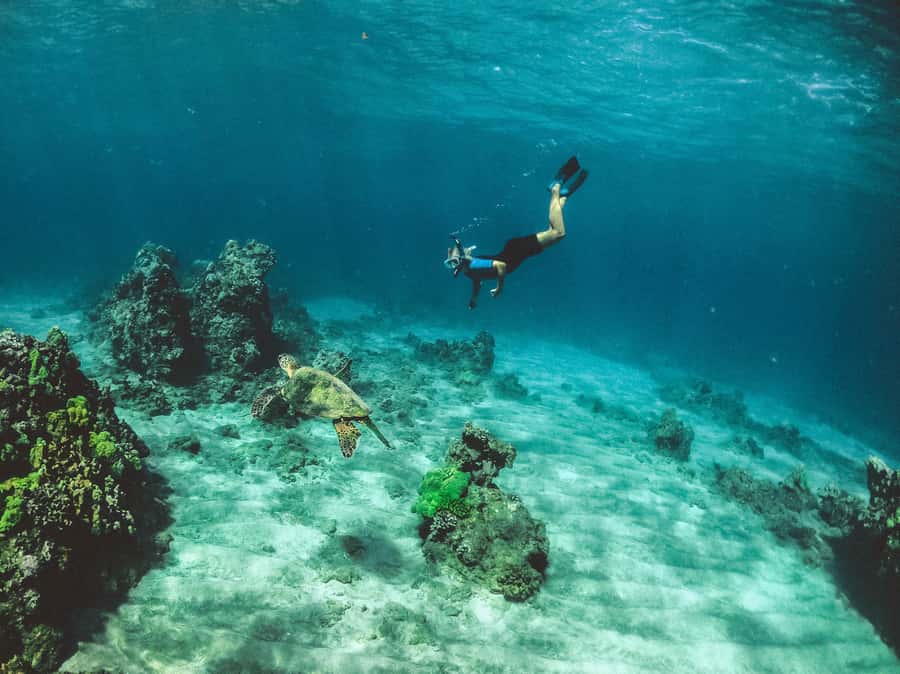 Snorkeling in The Red Sea With Equipment And Free Transfer - Small group advantages and limits