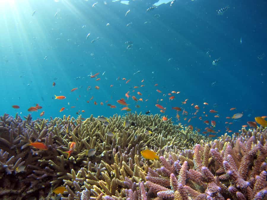 Snorkeling in The Red Sea With Equipment And Free Transfer - Who should choose this Aqaba outing?