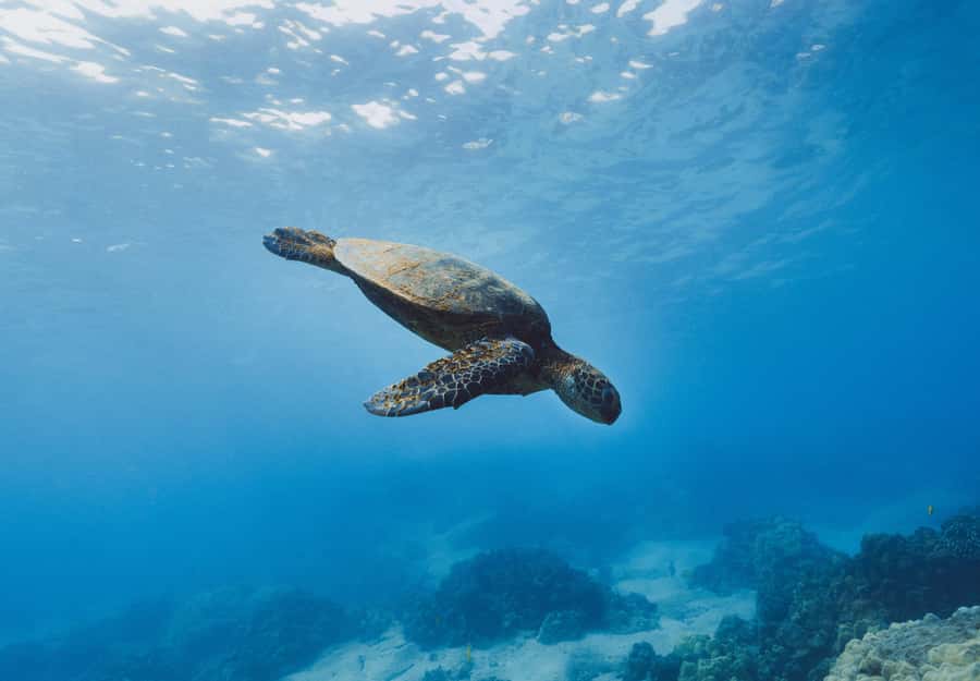 Snorkeling in The Red Sea With Equipment And Free Transfer - Three hours around Aqaba’s Red Sea reefs